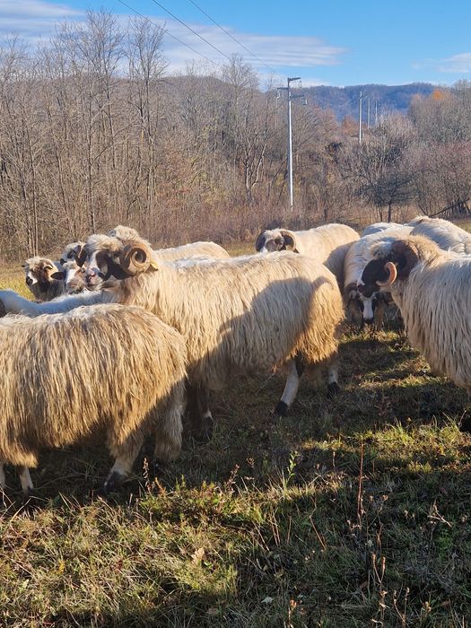 Vând berbeci sau schimb cu oi