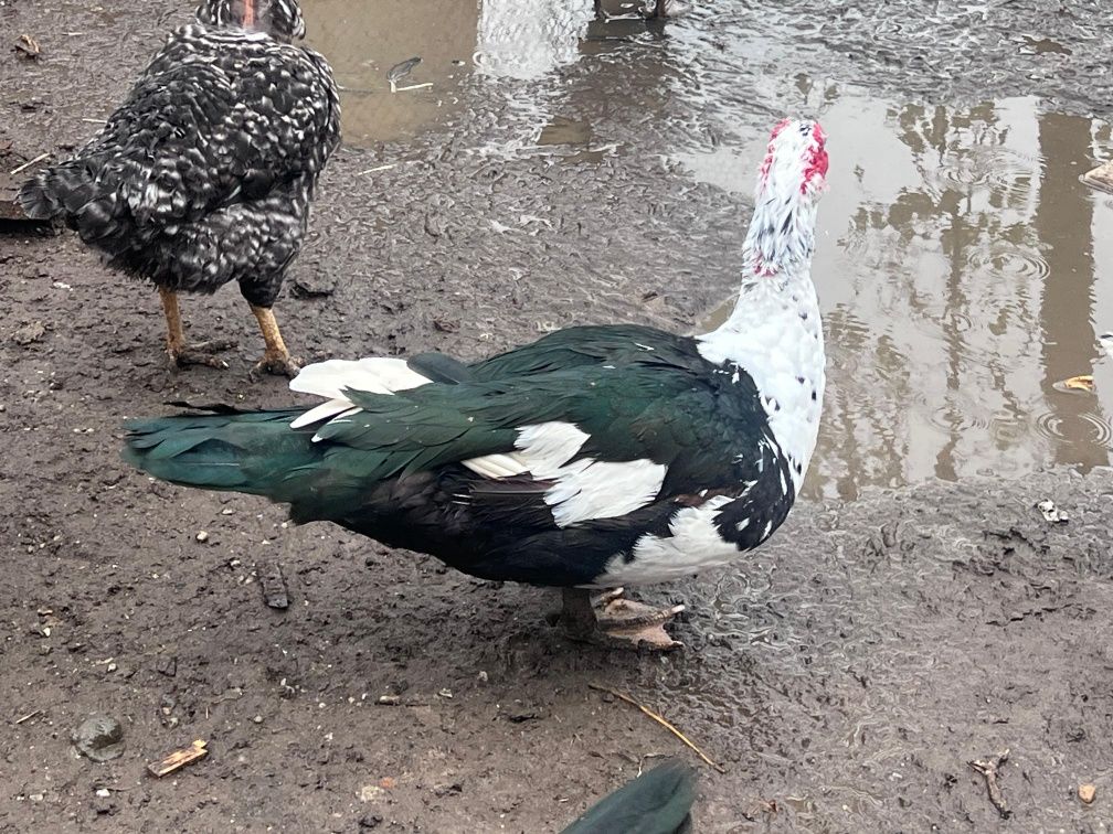Rate de vânzare!