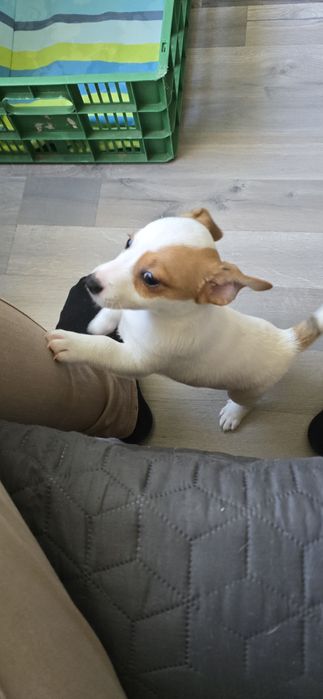 Продавам малки Джак ръсели