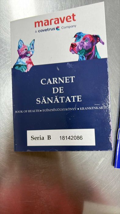 Bichon Maltez talie mică – 2 luni, mascul, pedigree, microcipat