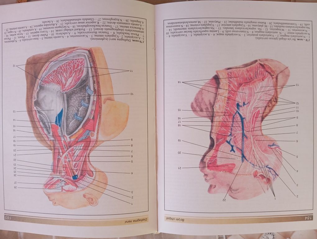 Atlas Odam Anatomiyasi sotiadi