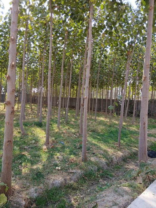 Pavloniya manzarali daraxt sotiladi