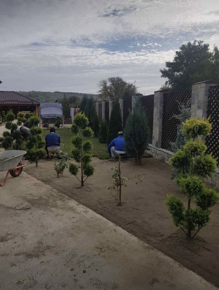 Vand gazon rulou avem si plante ornamentale tuia smarald leilandy