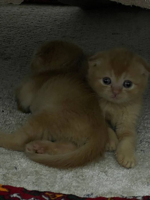 Кошки МУШУК скоттиш фолд