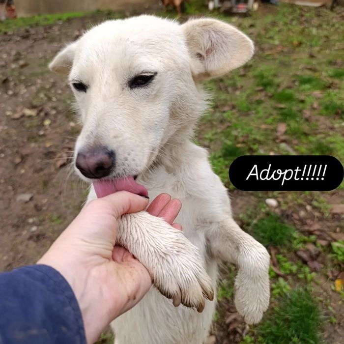 Cățelusa spre adoptie