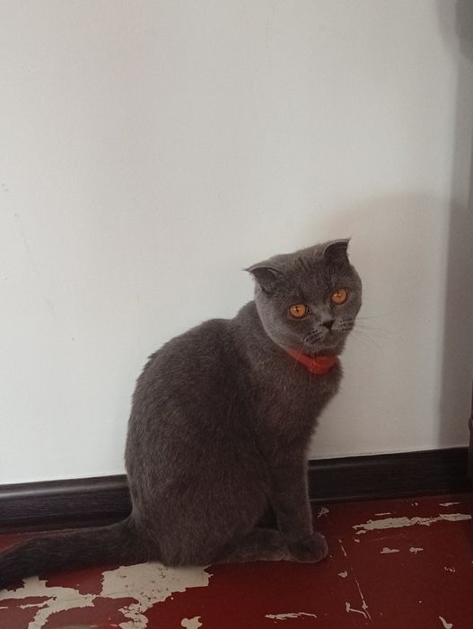 Харошая домашная кошка