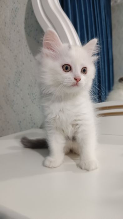 Продаётся котёнок скотиш страйт