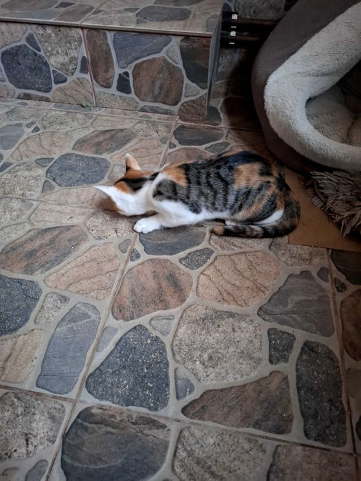 Adoptie pisicei, 2 femele calico