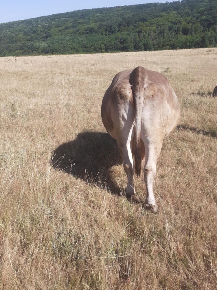 Vand vaca de afata