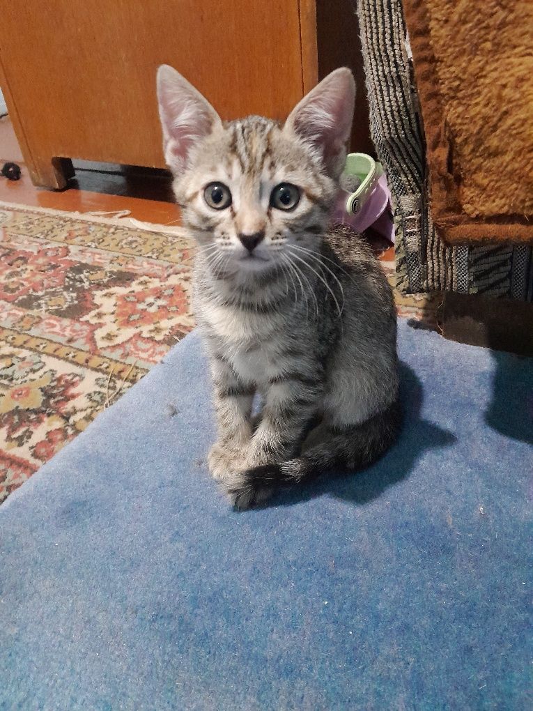 Котята бесплатно