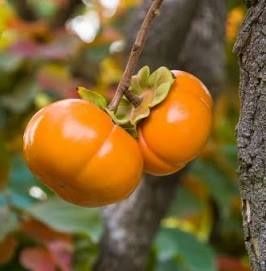 Kaki Duo jiro si Sharon