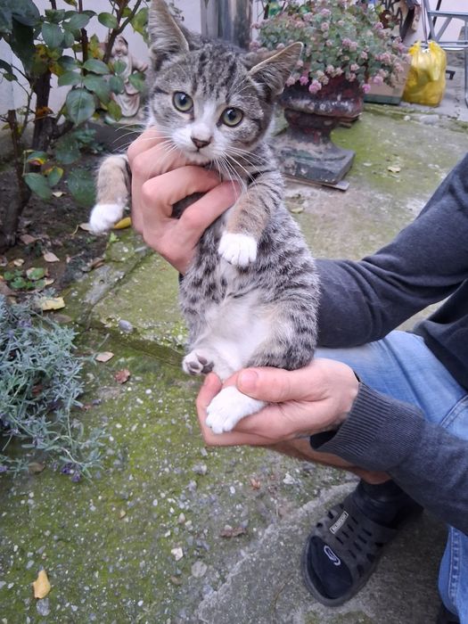 Donez 2 pisicuțe si un pisoi