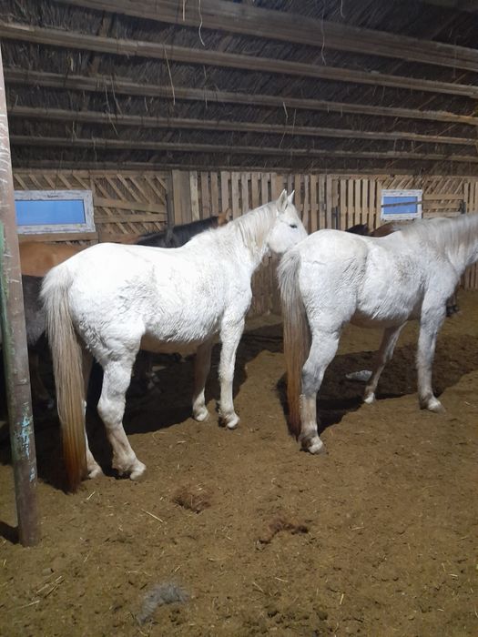 Сатылады байталдар