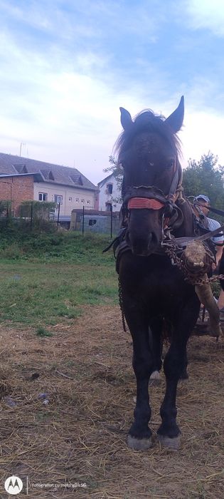 Manji negri garantati