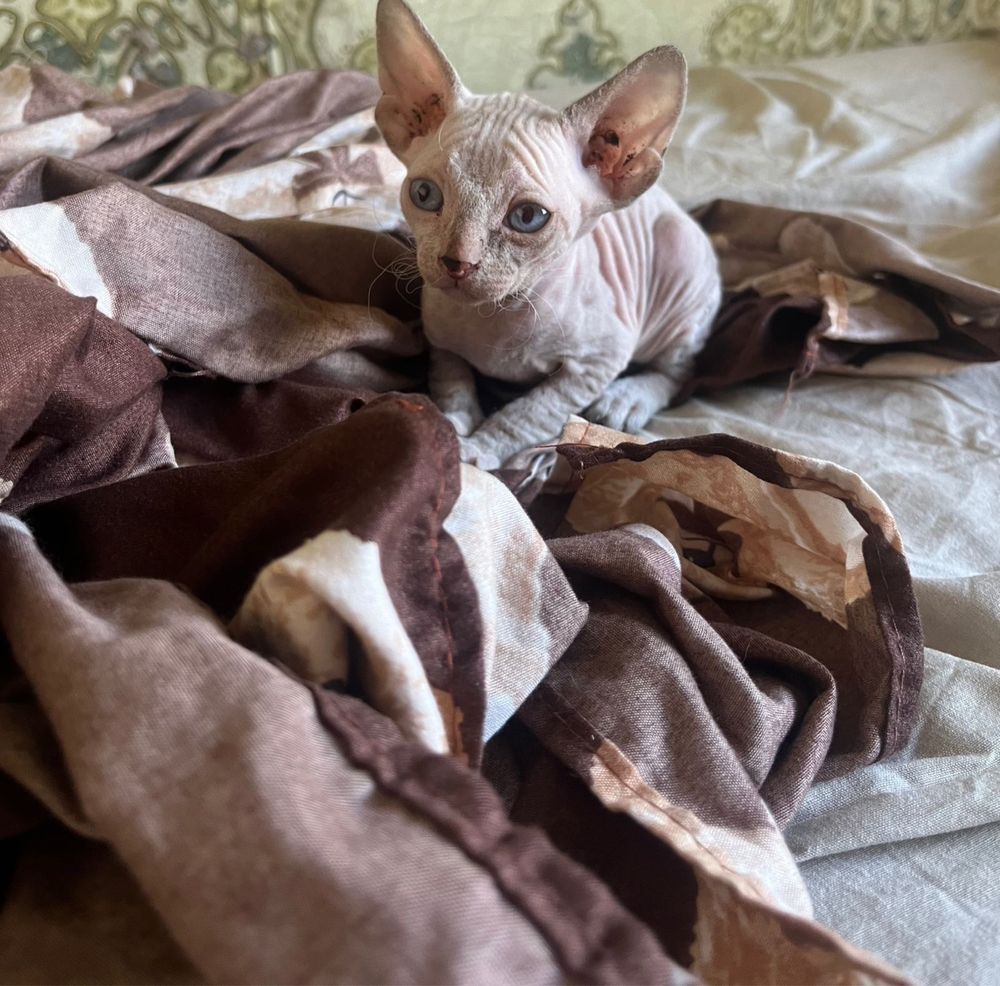 Котенок сфинкс.
