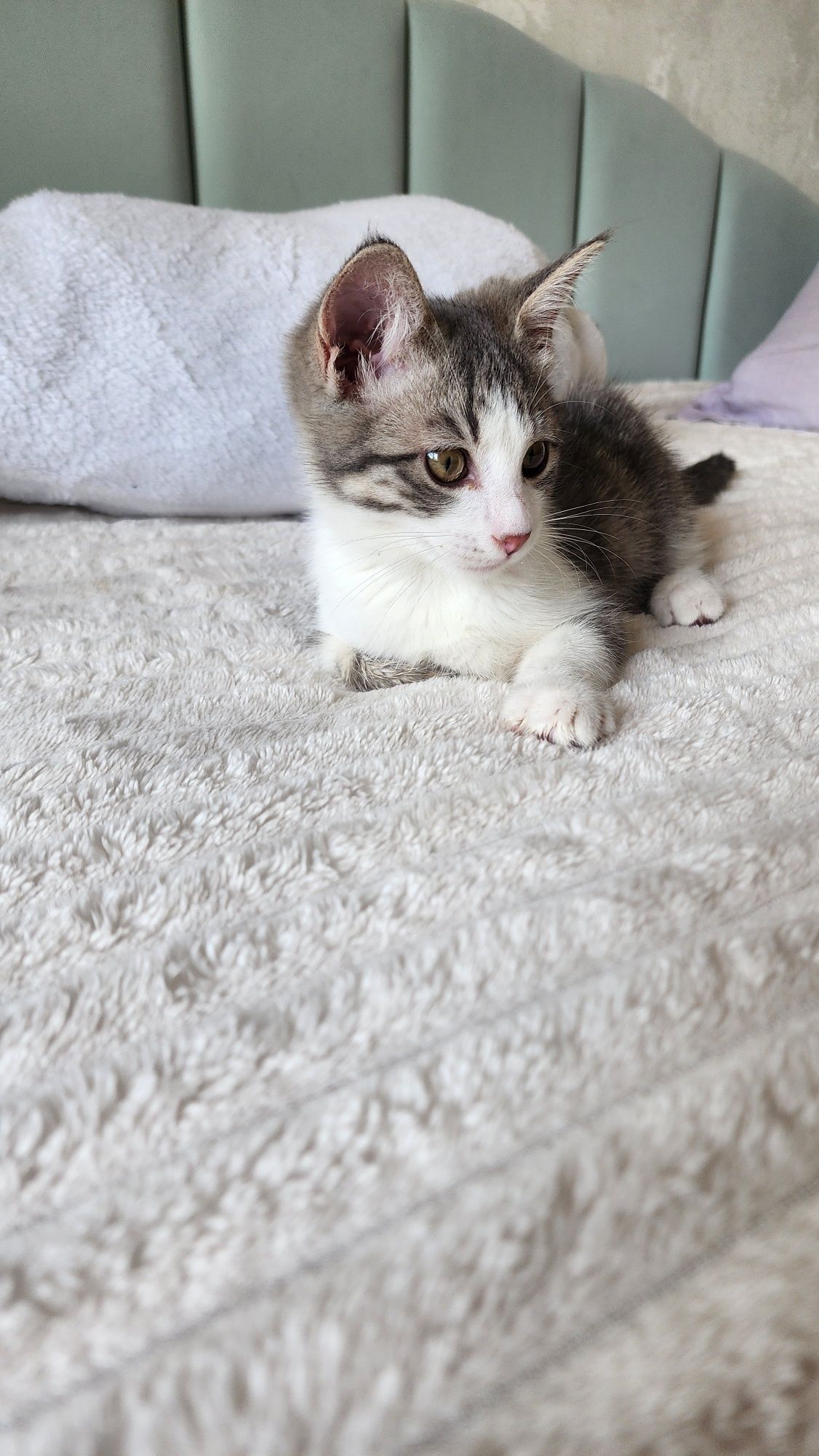 Котёнок мальчик Отдам БЕСПЛАТНО