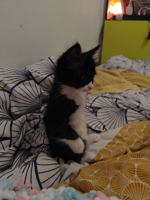 Котенце Пелмен търси дом