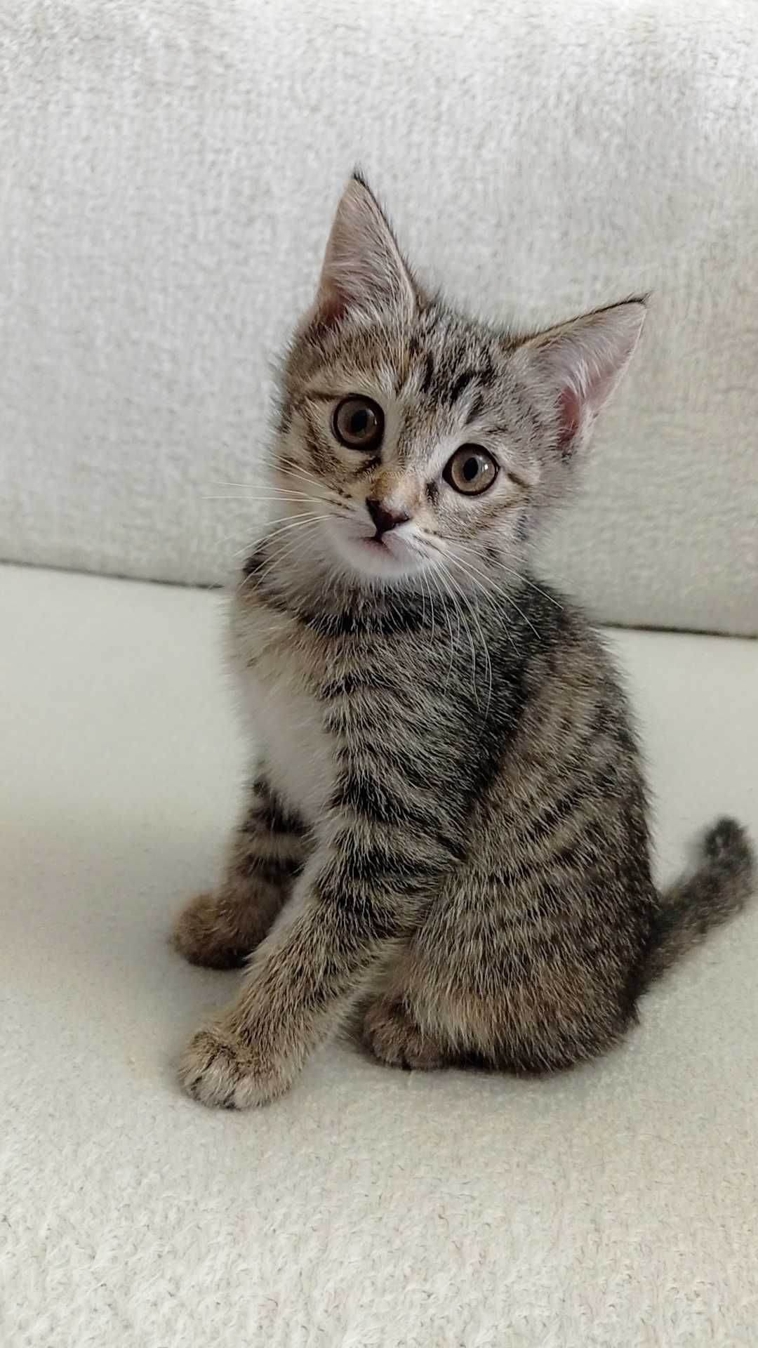 Котенок ищет своих хозяев