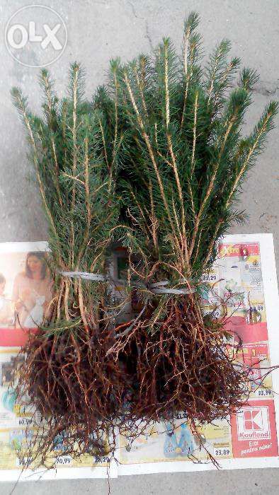 Puieti solizi de molid-2ani-la cel mai mic pret!