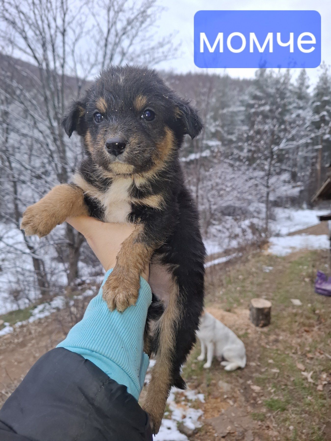 Подарявам кученца