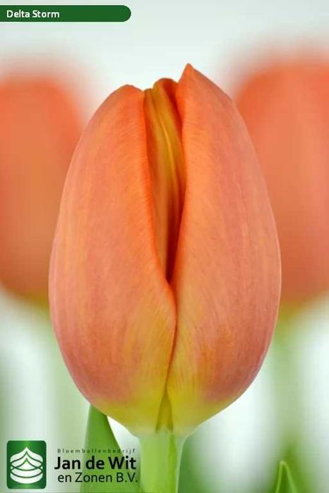 Луковицы тюльпанов (Лола)