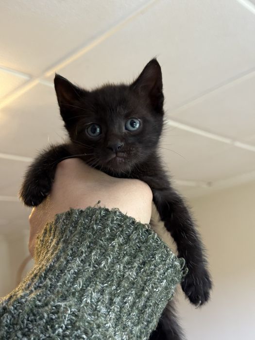 Pisici pentru adoptie - 1 luna jumate