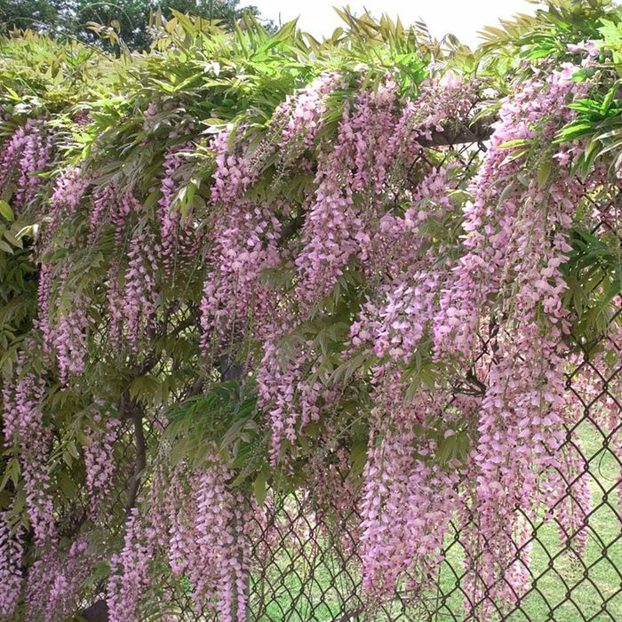 Wisteria (Glicina Toate Culorile disponibile )