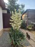 Yucca de grădină cu flori mari