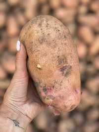 Картошка 250 ТГ за кг