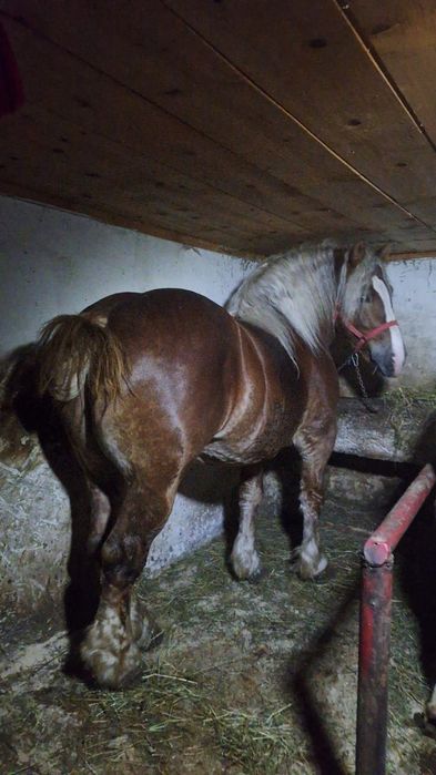 De vanzare armasar de 4 ani cu pasaport linia Izvin