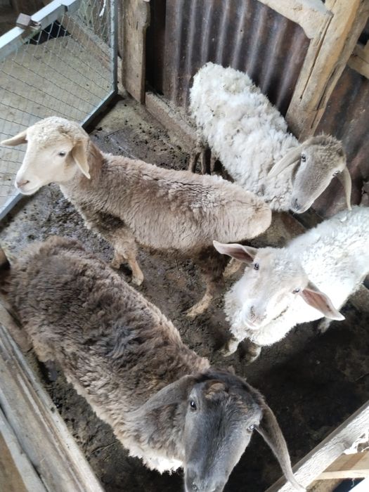 Срочно!Продам домашних жирных тохтушек,стоят на откорме