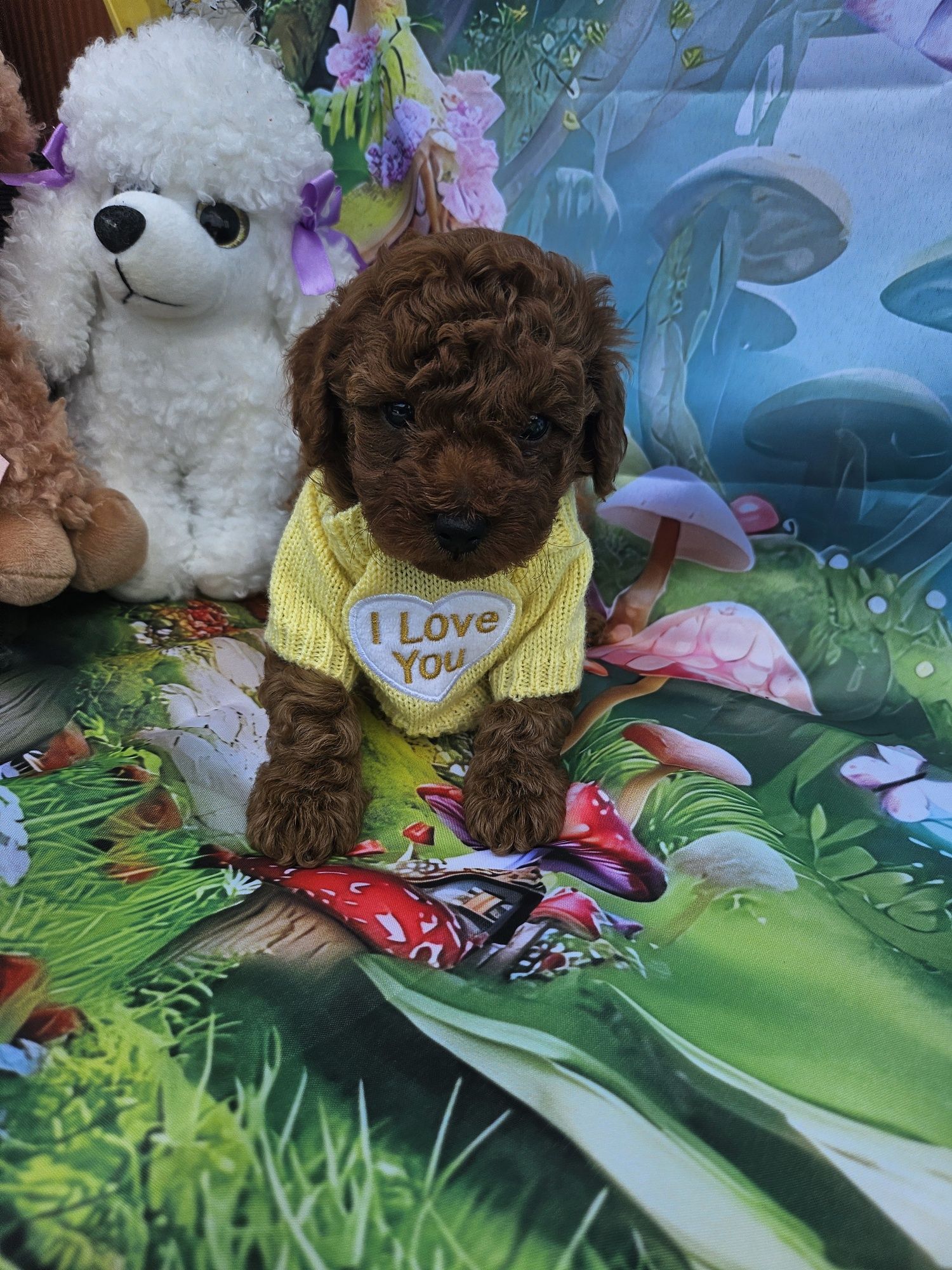 Пудел той /Toy poodle/ с родословие