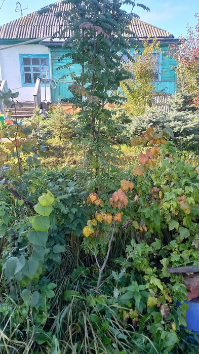 Сажены лиственных и хвойных пород деревьев.