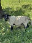 Berbec suffolk de vanzare!