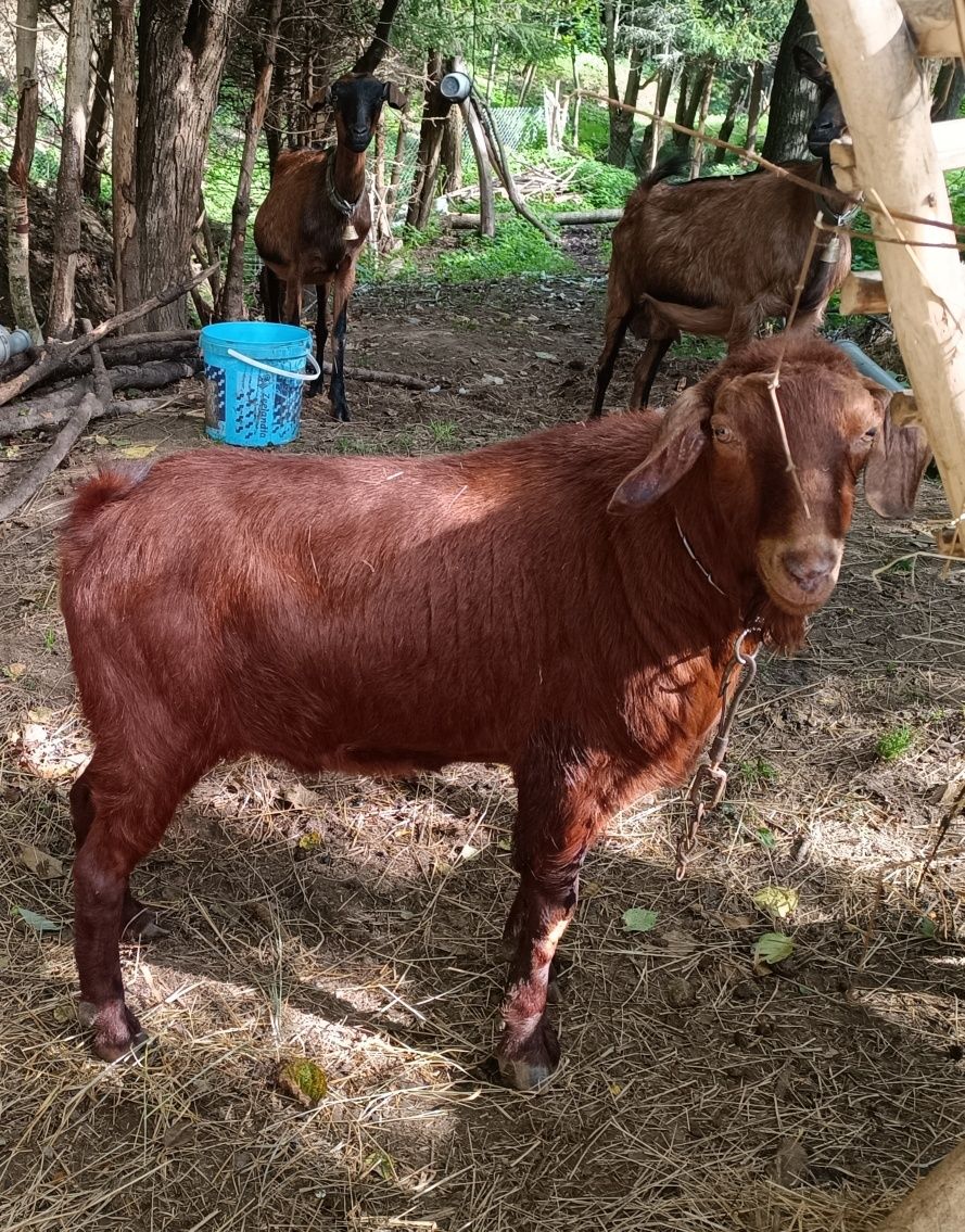 Vând țap de rasa