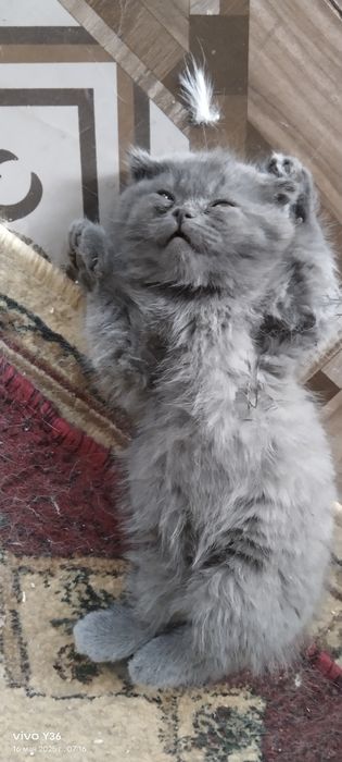 Очаровательные Котята Скоттиш фолдики