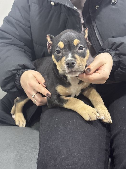 Щеночки американский булли