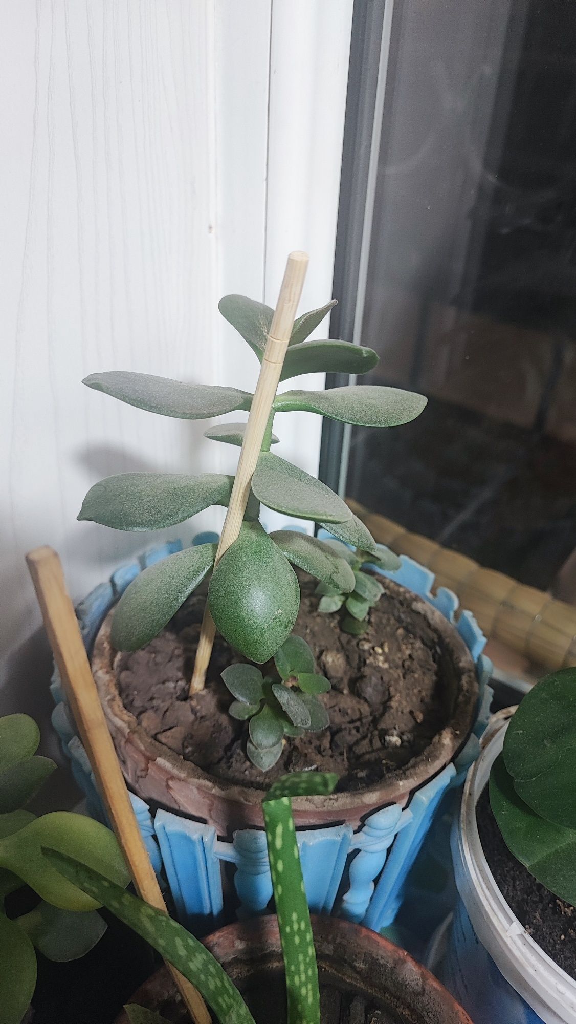 Денежное дерево продам