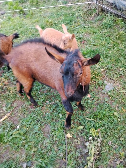 Vând țap Alpin Francez