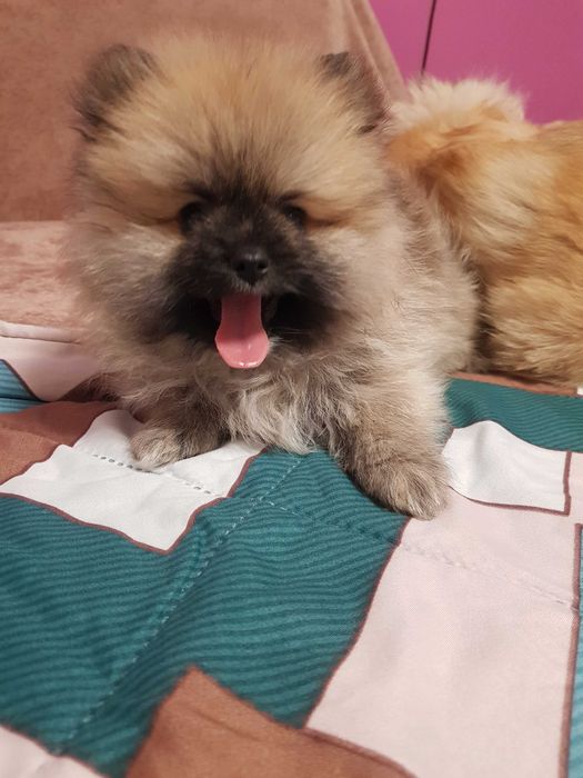 Помериан  на 2 месеца