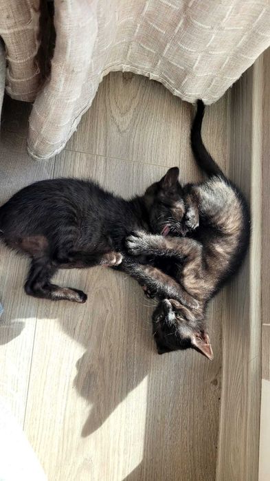 Adopție pui de pisică Iasi