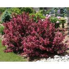 Вайгела (3 налични цвята)