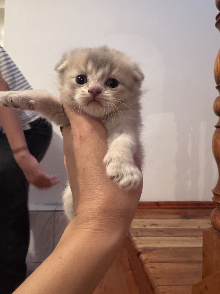 Котенок   1 айлык