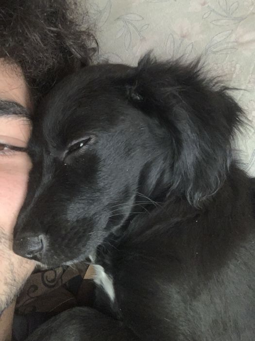 Продам собаку красивая умная