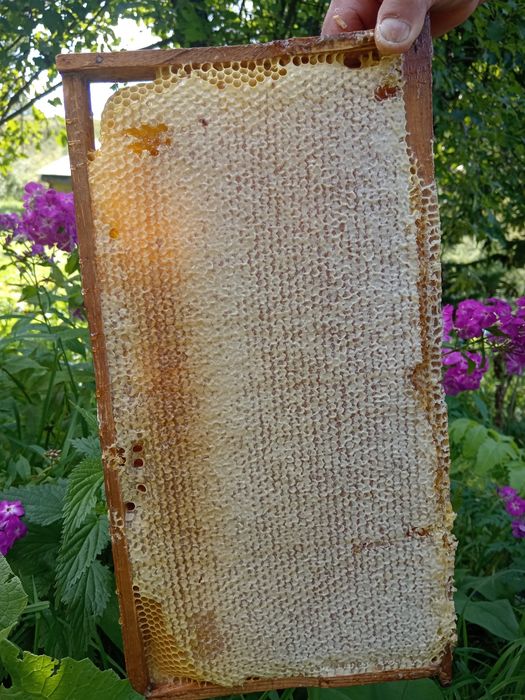 Мёд в сотах 2025 год разнотравье