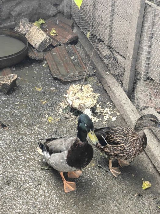 Продавам Юрдеци мъжки и женски !