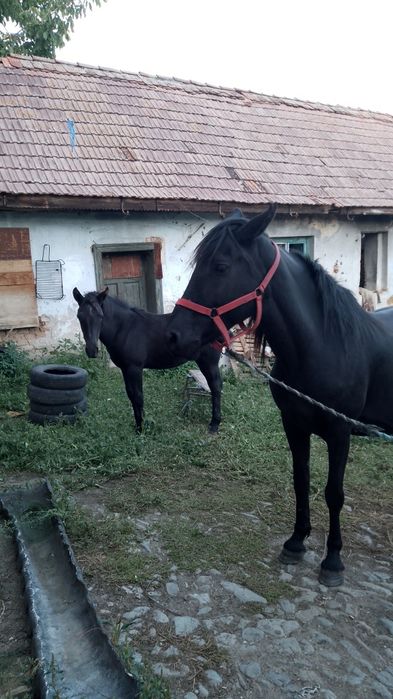Vând Iapă 5 ani preț negociabil