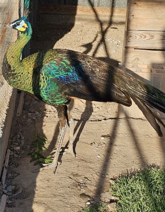 Продавам Пауни чифтове