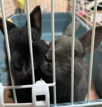 Продам: карликовые кролики породы"Минор" (два кролика ручные)