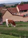 Vand junici tinere gestante